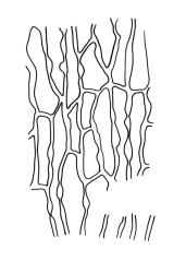Orthotrichum graphiomitrium, basal laminal cells.
 Image: R.C. Wagstaff © All rights reserved. Redrawn with permission from Lewinsky (1984). 